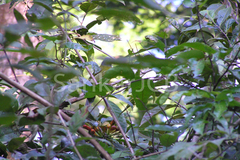 Miliusa wightiana